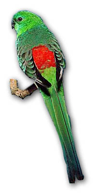 Red-rumped Parrot.jpg